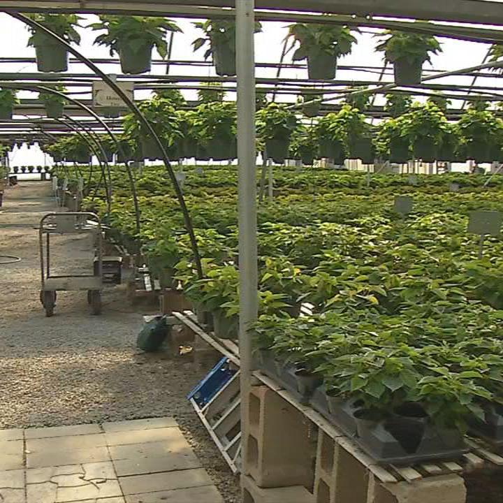 Country Corner Greenhouse 9.jpg